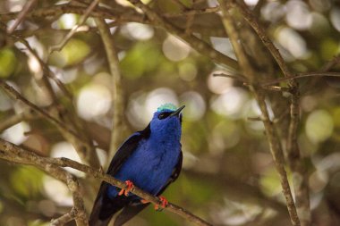 Kınalı honeycreeper Cyanerpes cyaneus tünemiş bir bahçe içinde dal.