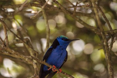 Kınalı honeycreeper Cyanerpes cyaneus tünemiş bir bahçe içinde dal.