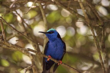 Kınalı honeycreeper Cyanerpes cyaneus tünemiş bir bahçe içinde dal.