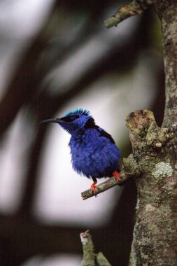 Kınalı honeycreeper Cyanerpes cyaneus tünemiş bir bahçe içinde dal.