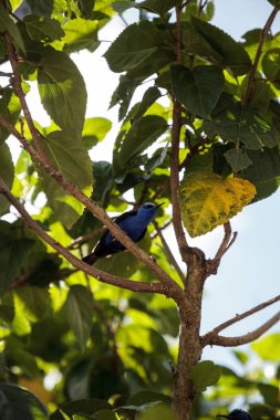 Kınalı honeycreeper Cyanerpes cyaneus tünemiş bir bahçe içinde dal.