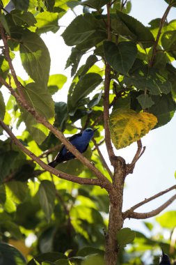 Kınalı honeycreeper Cyanerpes cyaneus tünemiş bir bahçe içinde dal.
