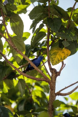 Kınalı honeycreeper Cyanerpes cyaneus tünemiş bir bahçe içinde dal.