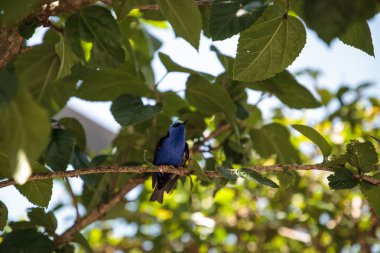 Kınalı honeycreeper Cyanerpes cyaneus tünemiş bir bahçe içinde dal.
