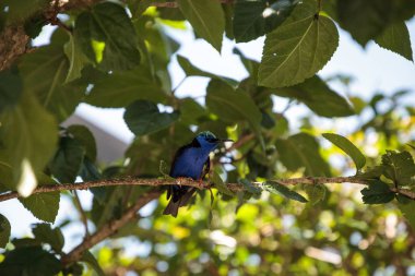 Kınalı honeycreeper Cyanerpes cyaneus tünemiş bir bahçe içinde dal.