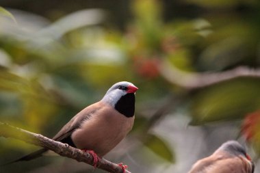 Shafttail Finch Poephila acuticauda tünemiş bir tropikal bahçede bir ağaç üzerinde.