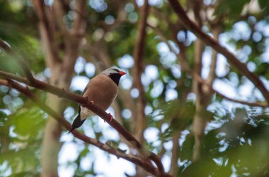Shafttail Finch Poephila acuticauda tünemiş bir tropikal bahçede bir ağaç üzerinde.