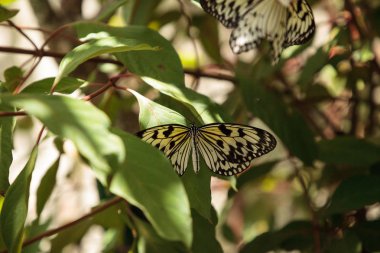 Ağaç perisi kelebek fikir malabarica bir tropik bahçe.