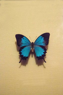Ulysses butterfly Papilio ulysses autolycus pinned to a display board as a specimen. clipart
