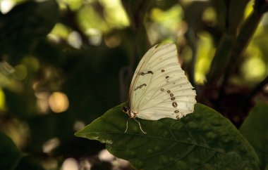 White morpho butterfly  Morpho polyphemus clipart