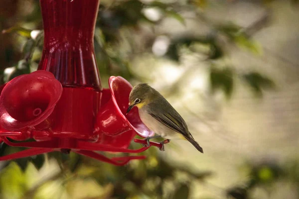 Japanese White Eyes Zosterops Japonicas Perches Feeder Garden — Stock Photo, Image