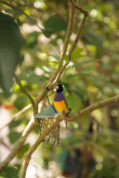 Yellow Blue Purple Lady Gouldian Finch Erythrura Gouldiae Perches Tree — Stock Photo, Image