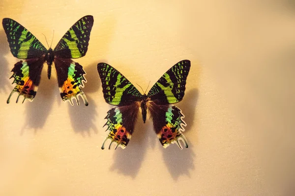 Madagascan Sunset Moth Butterfly Urania Ripheus Display Board Specimen — Stock Photo, Image