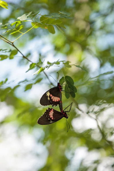 Две Спаривающиеся Бабочки Pachliopta Aristolochiae Свисают Листа Дереве Саду — стоковое фото