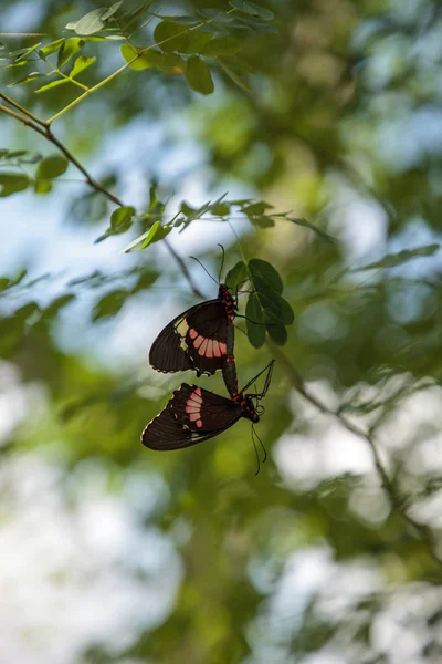 Dwóch Współpracujących Wspólne Rose Butterfly Pachliopta Aristolochiae Powiesić Liści Drzewie — Zdjęcie stockowe