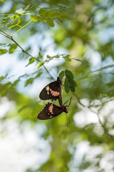 Dwóch Współpracujących Wspólne Rose Butterfly Pachliopta Aristolochiae Powiesić Liści Drzewie — Zdjęcie stockowe