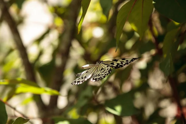 Mariage Danse Arbre Nymphe Papillon Idea Malabarica Dans Jardin Tropical — Photo
