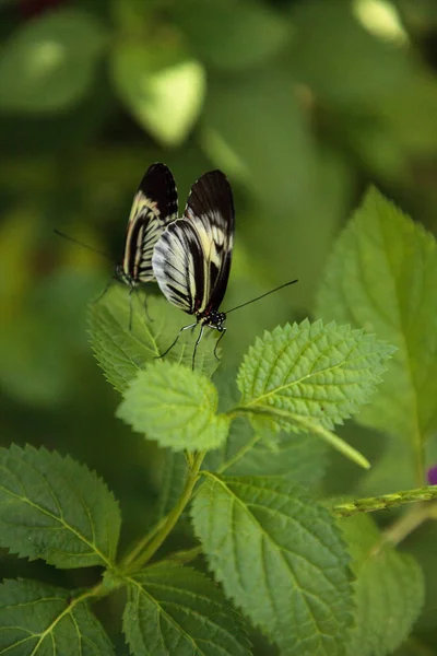 Krycia Tańca Kilka Fortepian Butterfly Klucza Heliconius Melpomene Owadów Ogrodzie — Zdjęcie stockowe