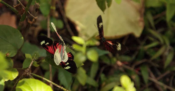 Násztáncának Több Zongora Kulcsfontosságú Pillangó Heliconius Melpomene Rovarok Kertben — Stock Fotó