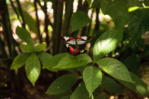 Mating Dance Several Piano Key Butterfly Heliconius Melpomene Insects Garden — Stock Photo, Image
