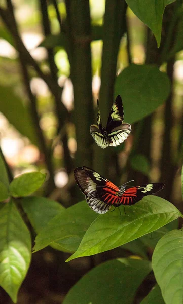 Mating dance of several Piano key butterfly Heliconius melpomene insects in a garden.
