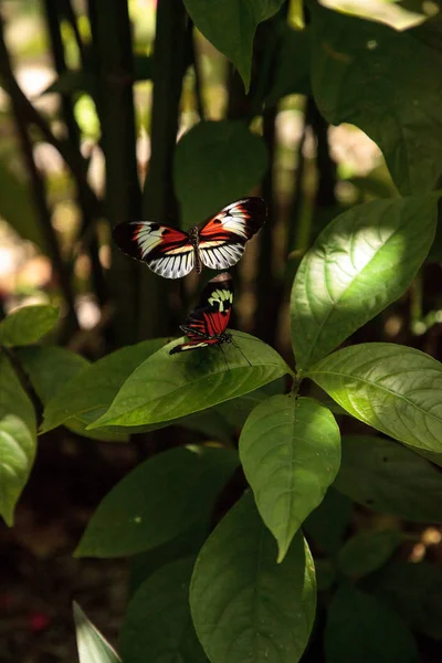 Danza Varios Insectos Heliconius Melpomene Piano Clave Mariposa Jardín Apareamiento — Foto de Stock