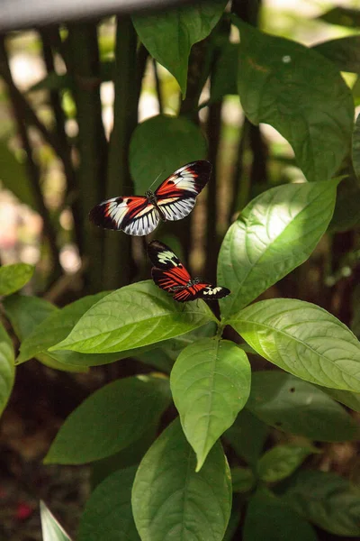 Krycia Tańca Kilka Fortepian Butterfly Klucza Heliconius Melpomene Owadów Ogrodzie — Zdjęcie stockowe