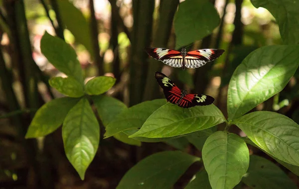 Mating dance of several Piano key butterfly Heliconius melpomene insects in a garden.