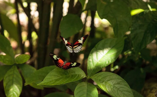 Mating Dance Several Piano Key Butterfly Heliconius Melpomene Insects Garden — Stock Photo, Image