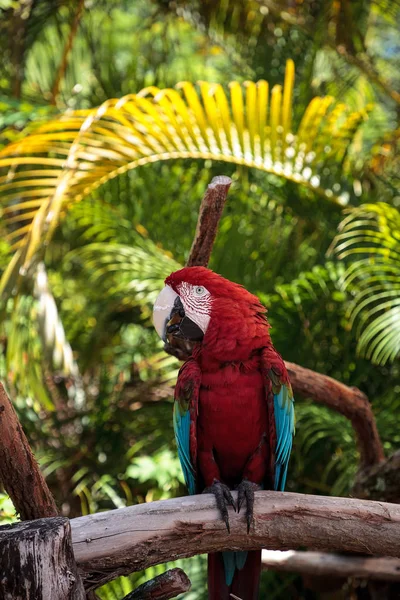 Guacamayo Rojo Verde Ara Chloropterus Posa Una Rama Jardín Tropical — Foto de Stock