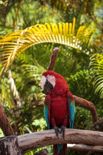 Guacamayo Rojo Verde Ara Chloropterus Posa Una Rama Jardín Tropical —  Fotos de Stock