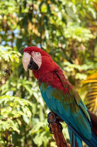 Guacamayo Rojo Verde Ara Chloropterus Posa Una Rama Jardín Tropical —  Fotos de Stock