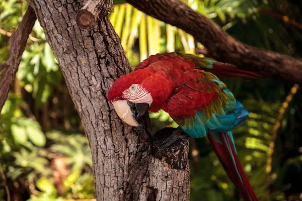 Guacamayo Rojo Verde Ara Chloropterus Posa Una Rama Jardín Tropical — Foto de Stock