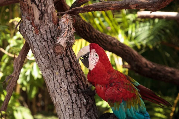 Guacamayo Rojo Verde Ara Chloropterus Posa Una Rama Jardín Tropical — Foto de Stock