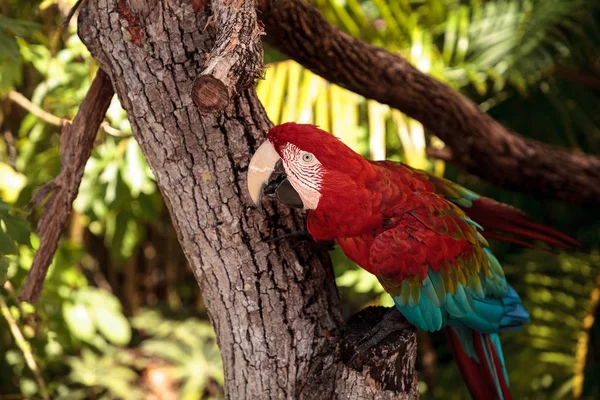 Czerwony Zielony Ara Ara Chloropterus Okonie Oddział Tropikalnym Ogrodzie — Zdjęcie stockowe