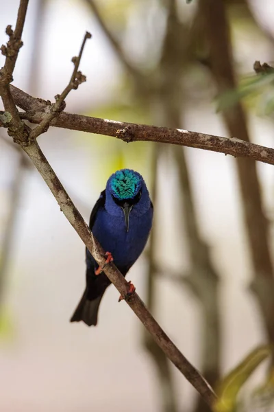 Red Legged Honeycreeper Cyanerpes Cyaneus Perches Branch Garden — Stock Photo, Image