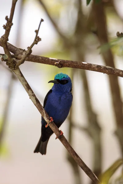 Красноногий Медовый Ползун Cyanerpes Cyaneus Сидит Ветке Саду — стоковое фото