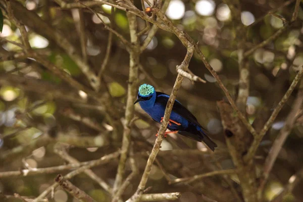 Red Legged Honeycreeper Cyanerpes Cyaneus Perches Branch Garden — Stock Photo, Image