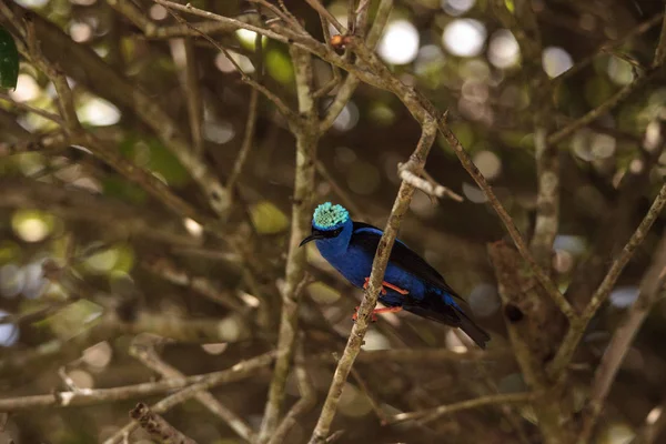 Crepitação de pernas vermelhas Cyanerpes cyaneus — Fotografia de Stock