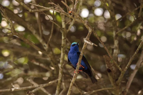 Red Legged Honeycreeper Cyanerpes Cyaneus Perches Branch Garden — Stock Photo, Image