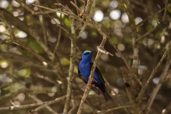 Red Legged Honeycreeper Cyanerpes Cyaneus Perches Branch Garden — Stock Photo, Image