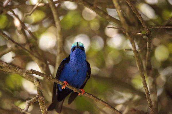 Red Legged Honeycreeper Cyanerpes Cyaneus Perches Branch Garden — Stock Photo, Image