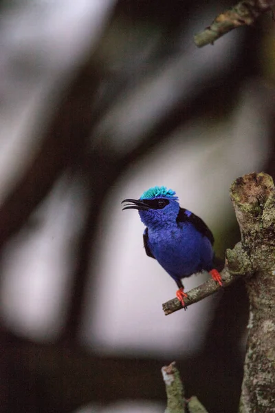 Cyanerpes Cyaneus Perche Sur Une Branche Dans Jardin — Photo