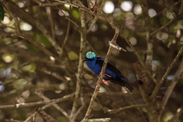 Red Legged Honeycreeper Cyanerpes Cyaneus Perches Branch Garden — Stock Photo, Image