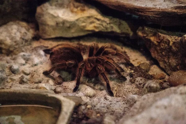 Τριαντάφυλλο Μαλλιά Tarantula Αράχνη Grammostola Rosea Κούρνιες Πάνω Ένα Βράχο — Φωτογραφία Αρχείου