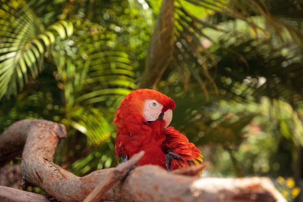 Scharlachroter Ara Papagei Ara Macao Sitzt Auf Einem Ast Einem — Stockfoto