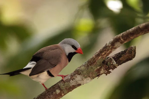 Shafttail Finch Poephila Acuticauda Bertengger Pohon Taman Tropis — Stok Foto