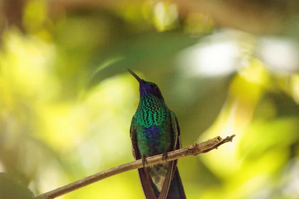 Csillogó Lila Fül Kolibri Colibri Coruscans Ülőrudak Fióktelep Kertben — Stock Fotó