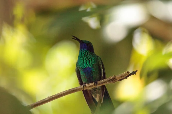 Csillogó Lila Fül Kolibri Colibri Coruscans Ülőrudak Fióktelep Kertben — Stock Fotó