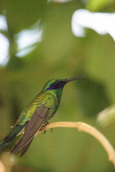 Espumante Orelha Violeta Beija Flor Colibri Coruscos Poleiros Ramo Jardim — Fotografia de Stock